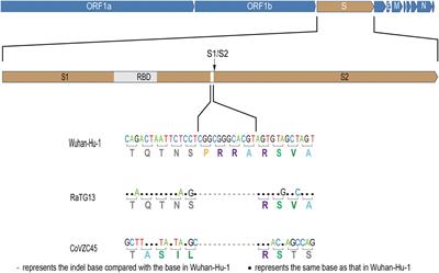 Comparative Genomic Analyses Reveal a Specific Mutation Pattern Between Human Coronavirus SARS-CoV-2 and Bat-CoV RaTG13